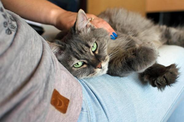 ¿Los gatos reconocen a los humanos de vista? - ¿Cómo reconocen los gatos a las personas?