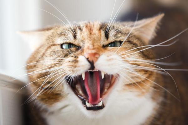 ¿Los gatos se ponen celosos? - Signos y Problemas de Comportamiento - Síntomas de un gato celoso