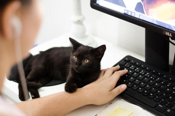 ¿Los gatos se sienten culpables?  - Signos de disculpa de gato - ¿Qué es una disculpa de gato?