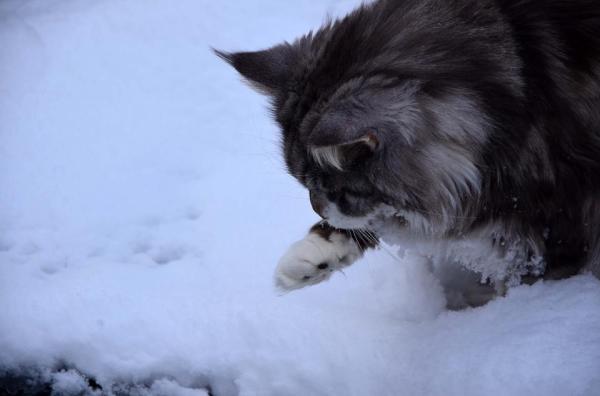 ¿Los gatos sienten el frío? - Los gatos son más sensibles a los cambios de temperatura.