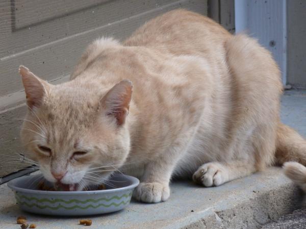 ¿Los gatos son carnívoros u omnívoros? - Por qué los gatos son carnívoros obligados