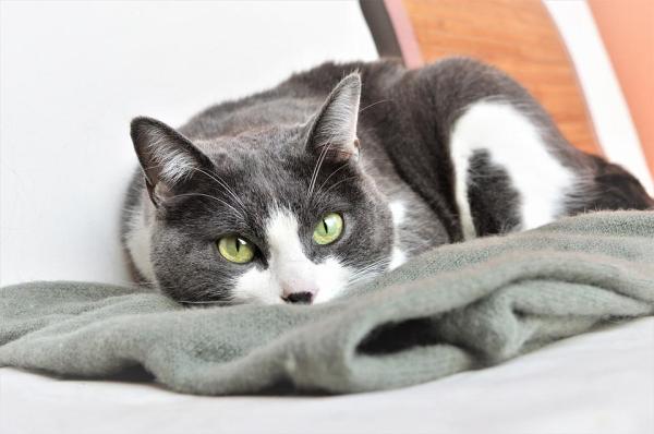 ¿Los gatos tienen su período cuando están en celo? - ¿Qué significa que una gata esté en celo?