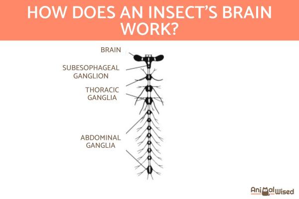 ¿Los insectos tienen cerebro? - ¿Cómo es el cerebro de un insecto?
