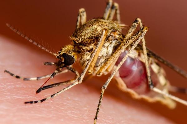 ¿Los insectos tienen sangre? - ¿Qué es la hemolinfa en los insectos?