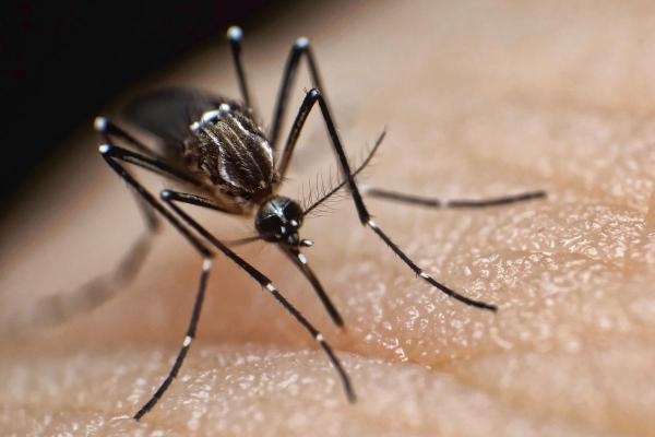 ¿Los mosquitos tienen dientes? - ¿Los mosquitos tienen dientes?