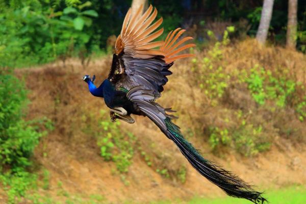 ¿Los pavos reales vuelan o caminan?  - ¿Cómo vuelan los pavos reales?