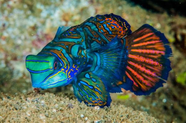 ¿Los peces tienen lengua? - ¿Pueden los peces saborear la comida?