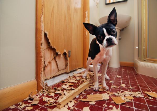 ¿Los perros extrañan a sus dueños cuando ya no están? - ¿Los perros extrañan a sus dueños cuando los dejan solos?