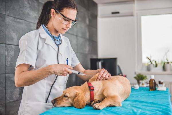 ¿Los perros necesitan vacunas todos los años? - ¿Por qué son tan importantes las vacunas para perros?