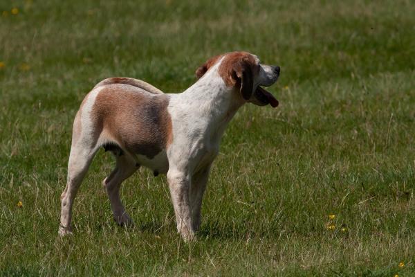 ¿Los perros pasan por la menopausia? - ¿Los perros pasan por la menopausia?