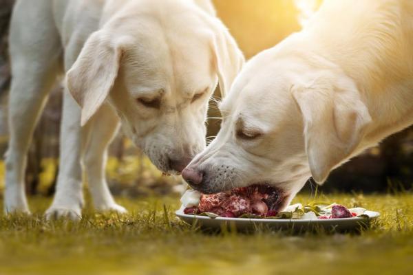 ¿Los perros son carnívoros u omnívoros?  - Respuesta completa - ¿Qué comen los perros?