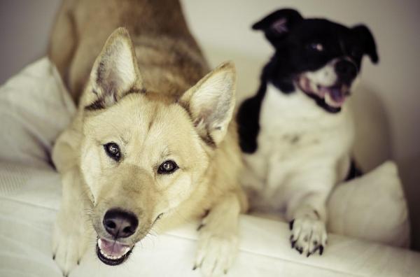 ¿Los perros tienen períodos? - Ciclo reproductivo de una perra.