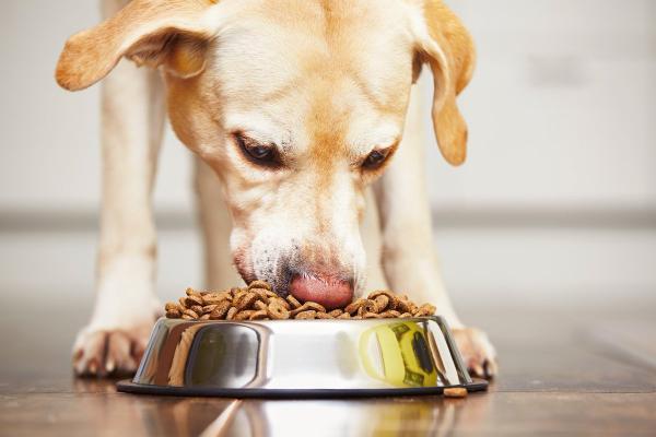 ¿Los tazones elevados para perros son buenos o malos? - ¿Un comedero elevado para perros es adecuado para tu perro?