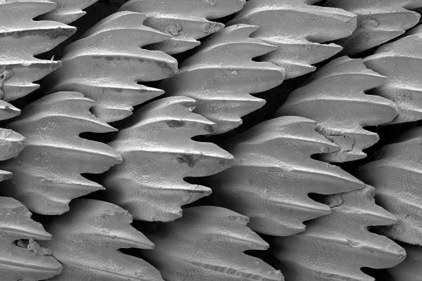 ¿Los tiburones tienen escamas? - ¿Cómo son las escamas de los tiburones?