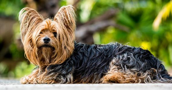¿Mi Yorkshire Terrier es de pura raza? - ¿Mi Yorkshire Terrier es de pura raza? - Características de un Yorkie