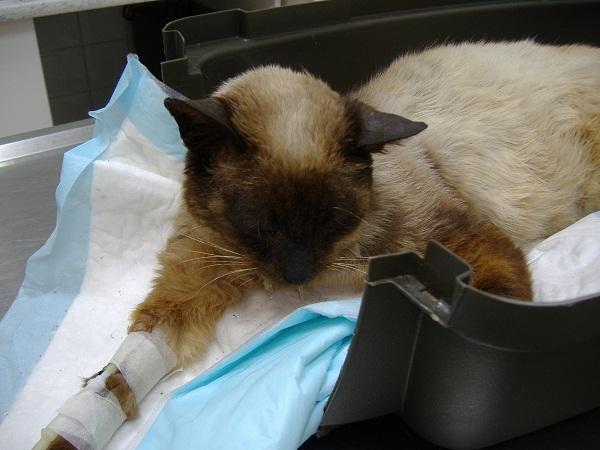 ¿Mi gato es anoréxico? - Anorexia en gatos - Causas de la anorexia en gatos