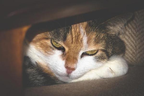 ¿Mi gato tiene demasiado calor?  - Signos de sobrecalentamiento en gatos - Síntomas de sobrecalentamiento en gatos 