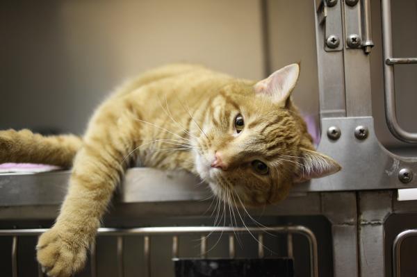 ¿Para qué se utiliza la ciclosporina para gatos?  - Contraindicaciones de la ciclosporina para gatos.