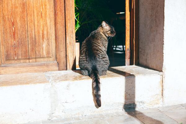 ¿Por qué a los gatos no les gusta que les toquen la cola? - Es muy sensible