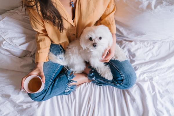 ¿Por qué a mi perro le gusta sentarse encima de mí? - 1.Nos aman