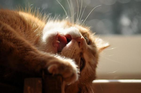 ¿Por qué apesta tanto el aliento de mi gato? - Mal aliento en gatos
