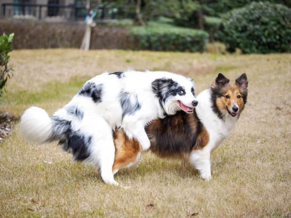¿Por qué es mala la cría de perros? - ¿A qué edad empiezan a criar los perros?