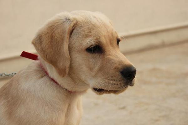 ¿Por qué ha cambiado la personalidad de mi perro? - Razones por las que la personalidad de mi perro ha cambiado
