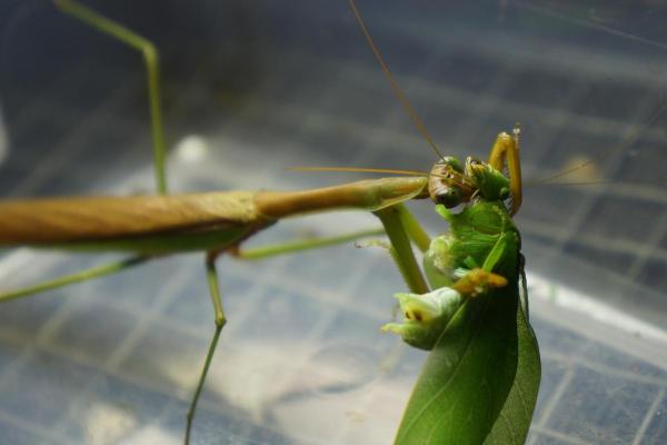 ¿Por qué la mantis religiosa se come a su pareja? - ¿La mantis religiosa se come a los machos?
