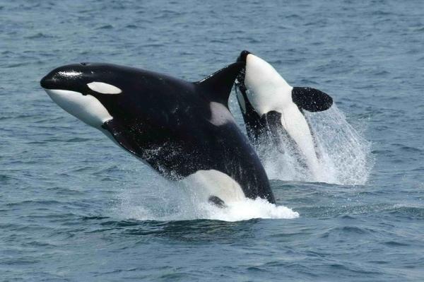 ¿Por qué las aletas de las orcas se doblan en cautiverio? - Características físicas de las orcas