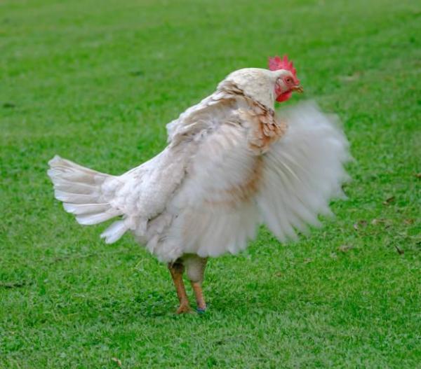 ¿Por qué las gallinas no pueden volar? - ¿Las gallinas son pájaros?