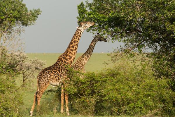 ¿Por qué las jirafas tienen el cuello tan largo? - ¿Cómo explica la ciencia el largo cuello de una jirafa?