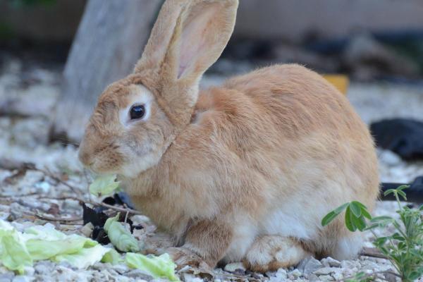 ¿Por qué los conejos se arrancan el pelaje? - parásitos