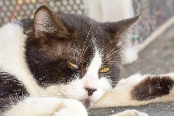 ¿Por qué los gatos duermen con los ojos abiertos? - ¿Cómo duermen los gatos?