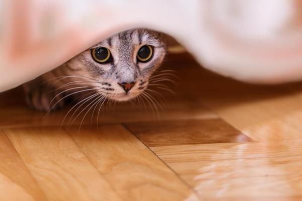 ¿Por qué los gatos se esconden en lugares oscuros? - ¿Por qué se esconden los gatos?