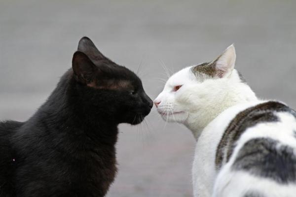 ¿Por qué los gatos se huelen el trasero unos a otros? - ¿Por qué los gatos machos huelen el trasero de las gatas?