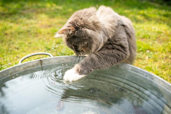 ¿Por qué los gatos tocan el agua? - Comportamiento instintivo