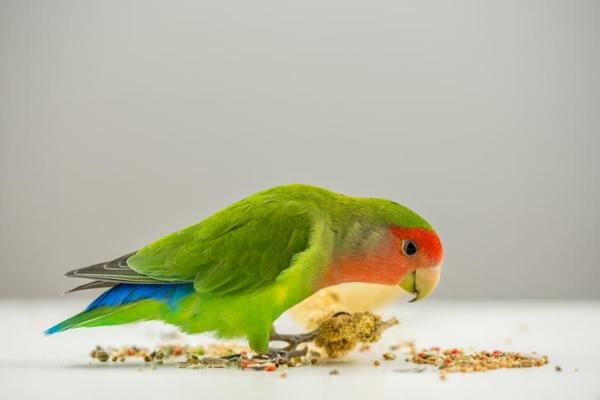 ¿Por qué los loros tiran su comida? - La dieta del loro