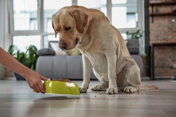 ¿Por qué los perros esconden la comida?  - Razones para enterrar y tapar la comida - ¿Debo preocuparme si mi perro esconde la comida?