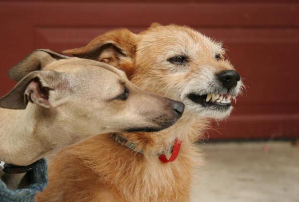 ¿Por qué los perros gruñen cuando juegan? - Comunicación en perros
