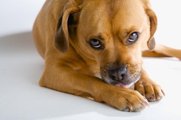 ¿Por qué los perros te lamen los pies? - Razones negativas por las que los perros te lamen los pies