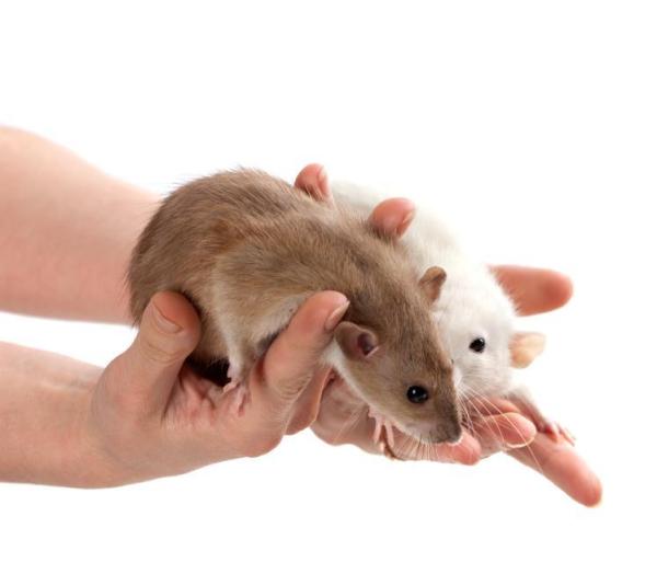 ¿Por qué me muerde mi rata? - ¿Por qué muerden los animales?