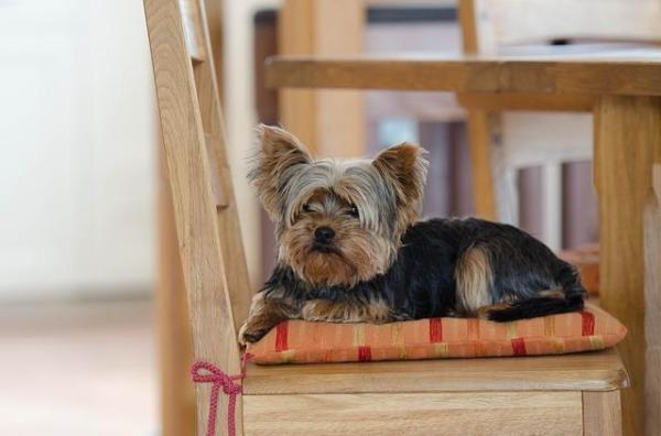¿Por qué mi Yorkshire Terrier ladra tanto? - ¿Por qué ladran tanto los Yorkshire Terriers?