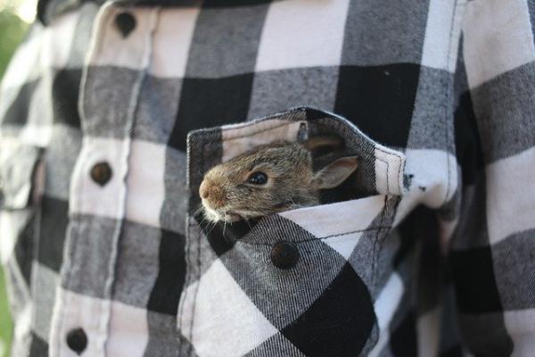 ¿Por qué mi conejo hace ruidos? - Mi conejo hace ruidos al dormir.