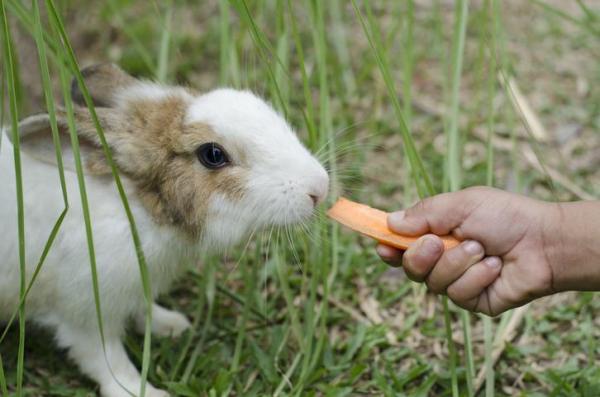 ¿Por qué mi conejo me orina encima? - ¿Son territoriales los conejos?