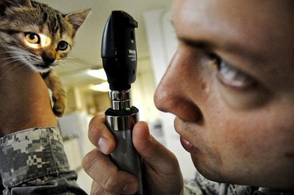¿Por qué mi gata solo ha tenido un gatito? - Lleva a tu gato y gatitos al veterinario.