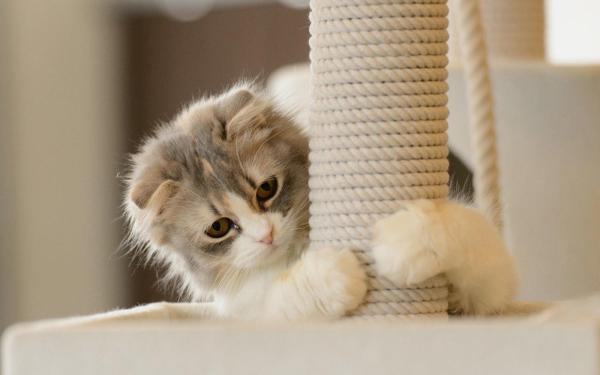 ¿Por qué mi gato araña los muebles? - Instinto animal