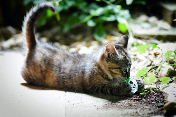 ¿Por qué mi gato de interior sigue intentando escapar? - hacer ejercicio