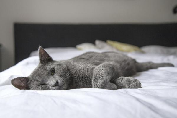 ¿Por qué mi gato duerme conmigo y no con mi marido? - Por qué tu gato duerme contigo y no con tu marido o pareja