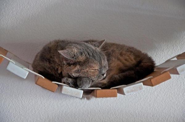 ¿Por qué mi gato duerme en lugares altos? - 1. Para divertirse