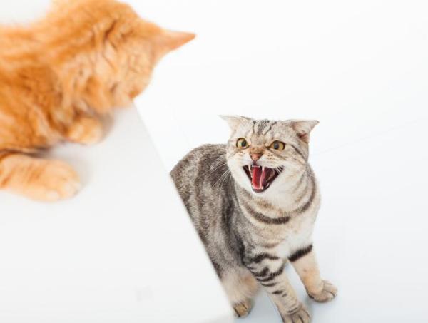 ¿Por qué mi gato maúlla cuando me ve? - Maullidos de gatos y sus posibles significados